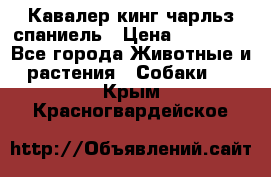 Кавалер кинг чарльз спаниель › Цена ­ 50 000 - Все города Животные и растения » Собаки   . Крым,Красногвардейское